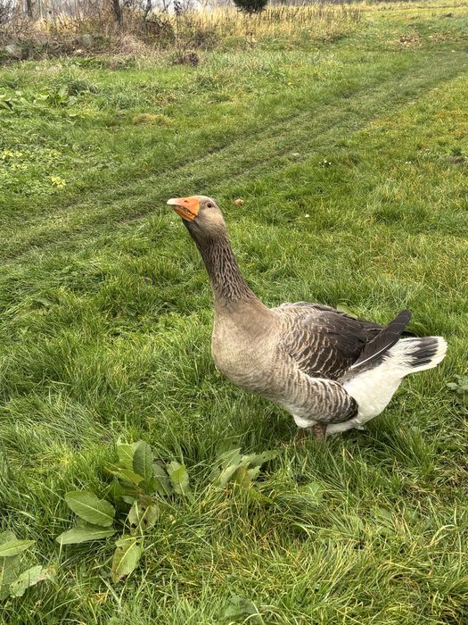 Nadwyżka jaj gęsich