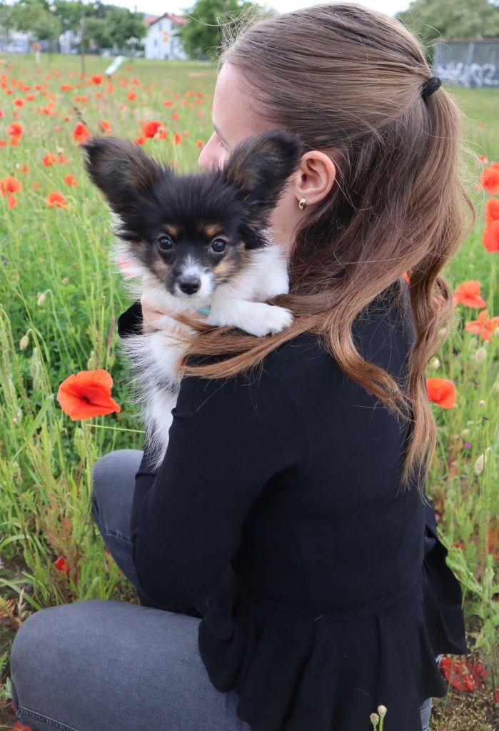Papillon ZKWP/FCI- Suka- urodzona 13.03.2025r.