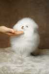 Pomeranian piesek biały