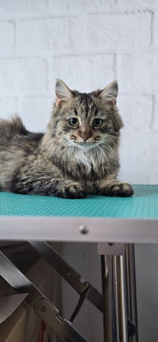 Молода кішка шукає дім