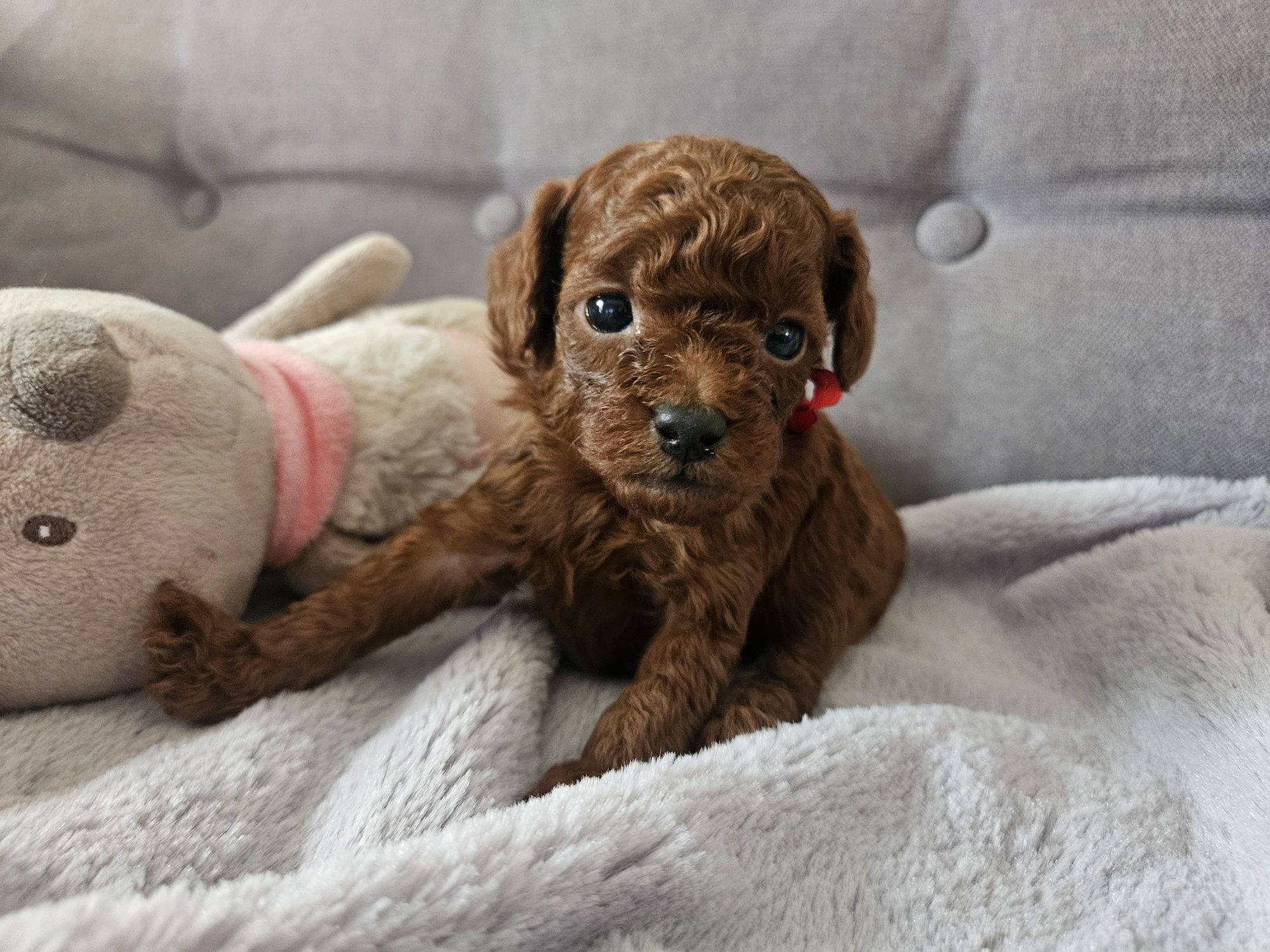 Pudel Toy Red Brown.