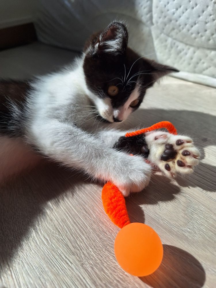Thor gato 2,5meses para adopcao