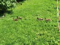 Kaczki call duck
