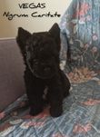 York black czarny chłopiec