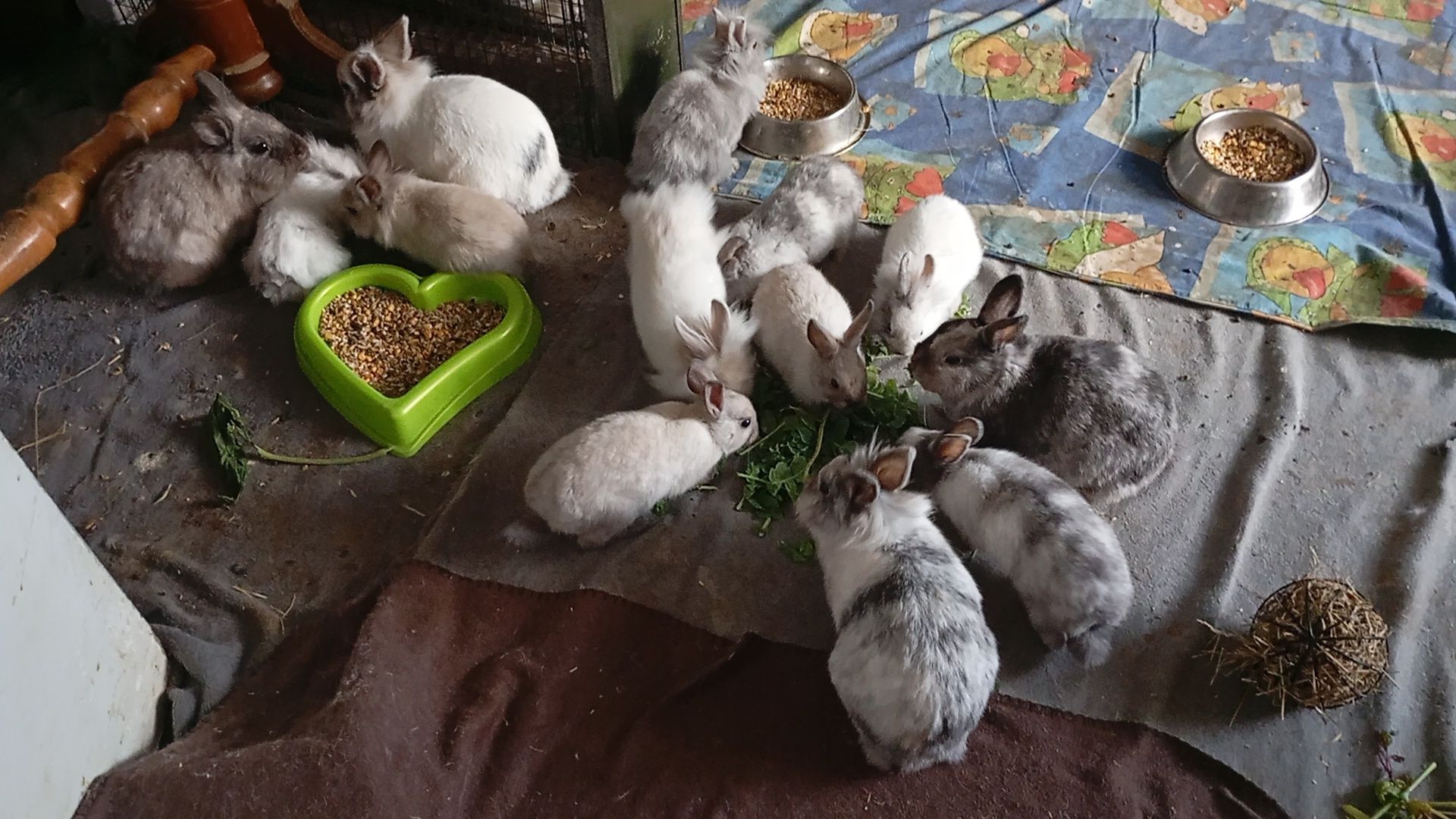 Zwierzaki polecają się do adopcji