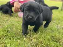 Zostala jedna suczka - labrador