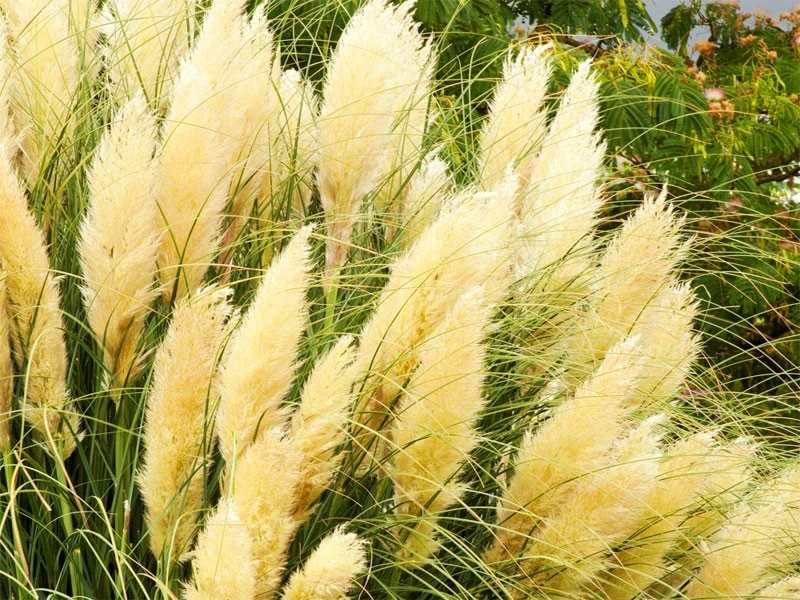 Trawa pampasowa "Gold Mini Pampas", złoto-zielone liście, nowość!
