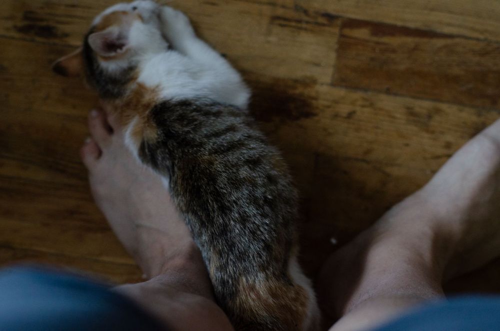 Трёхцветная киса ищет хозяина