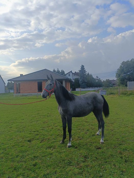 Polecam klaczke Śląska