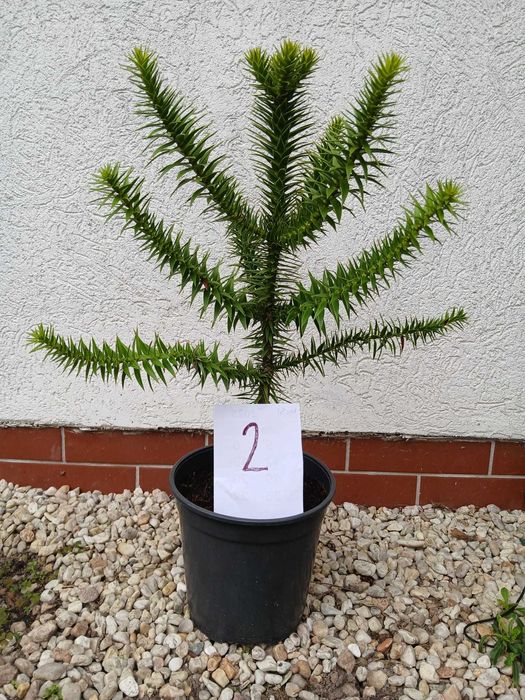 Araukaria Chilijska tzw Małpie Drzewo 50 cm