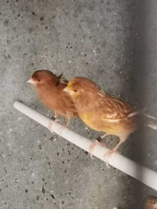 Canários Phaeo amarelo e branco