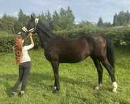 Klacz hodowlana po Blue Hors Don Schufro