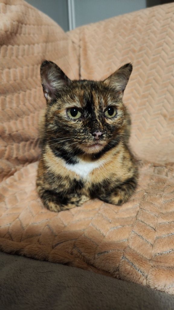 Piękna, grzeczna, urocza kotka w domu tymczasowym czeka na adopcje