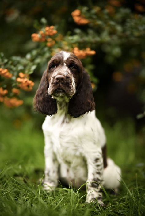 Springer Spaniel Angielski suczka wątrobianą