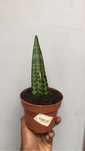 Snack plant. only peak up