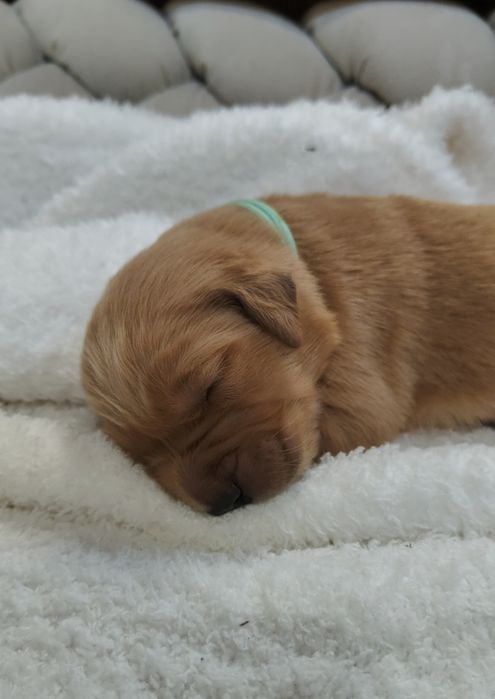 Golden Retriever ZKwP FCI ciemno złote maleństwa