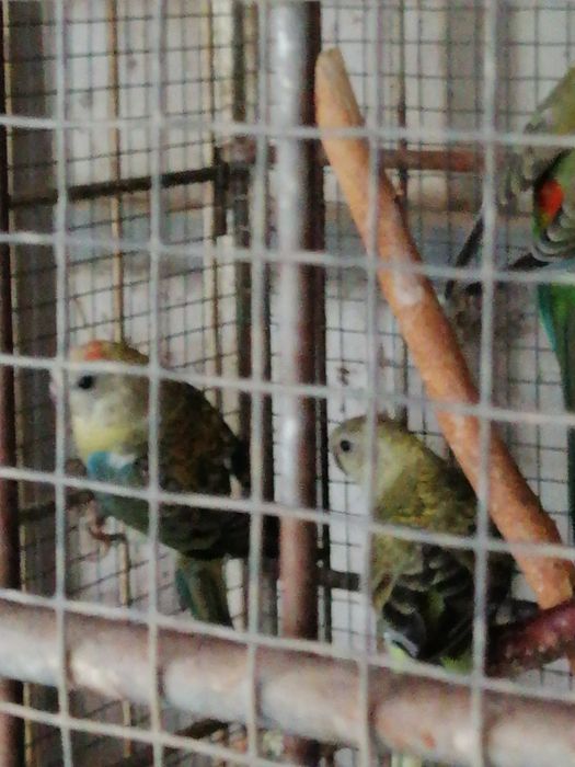 Red Rumped (casais 2025)