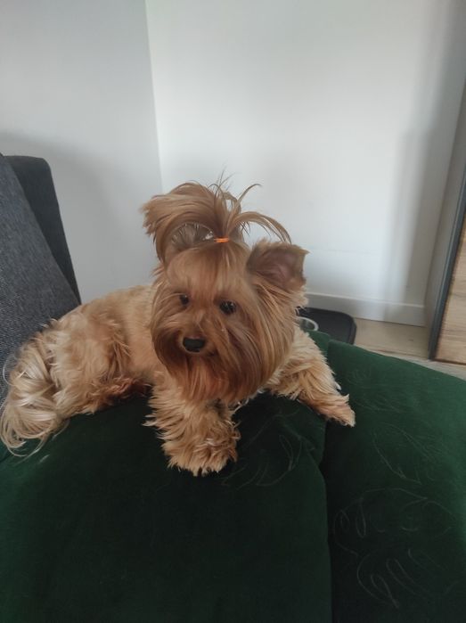 Yorkshire terrier