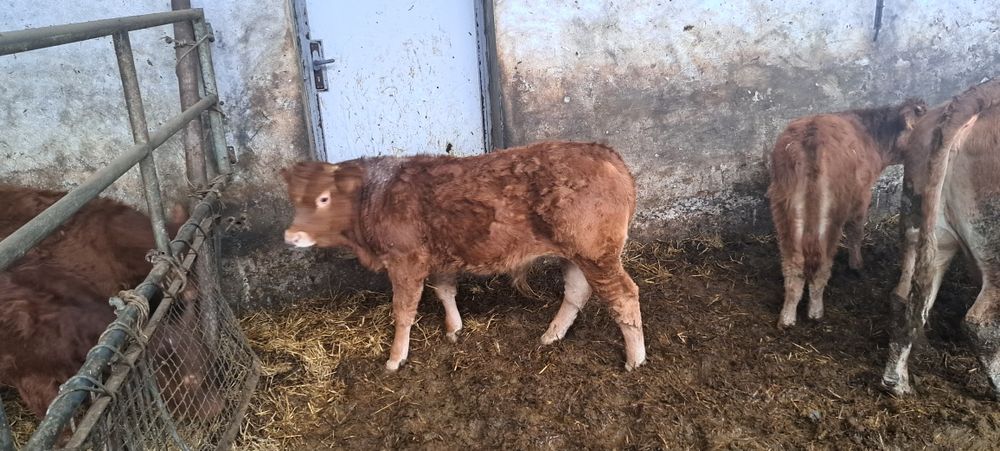 Odsadki limousine hereford byczki jałówka