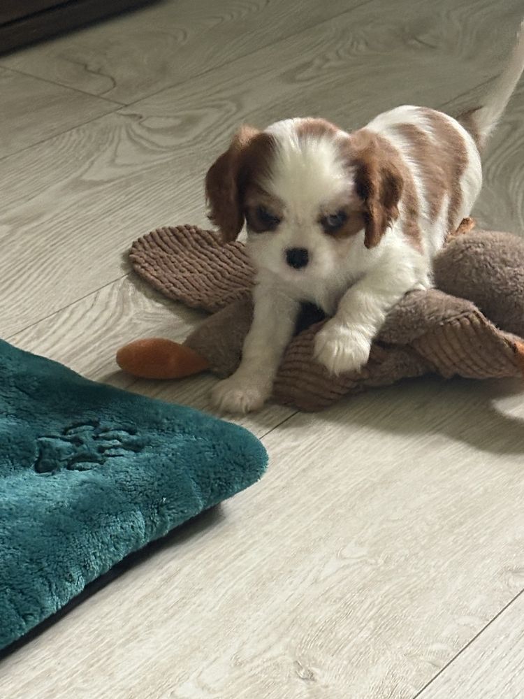 Cavalier King Charles Spaniel ZkwP FCI