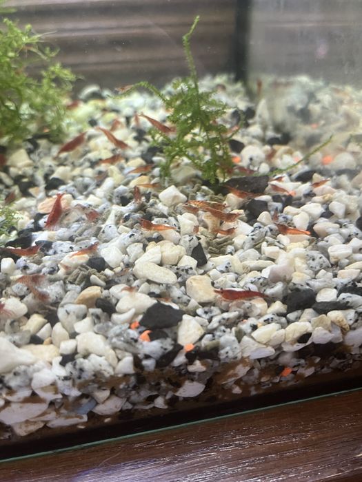 Male krewetki red cherry