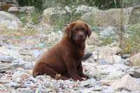 Labrador Retriever com Lop e Afixo