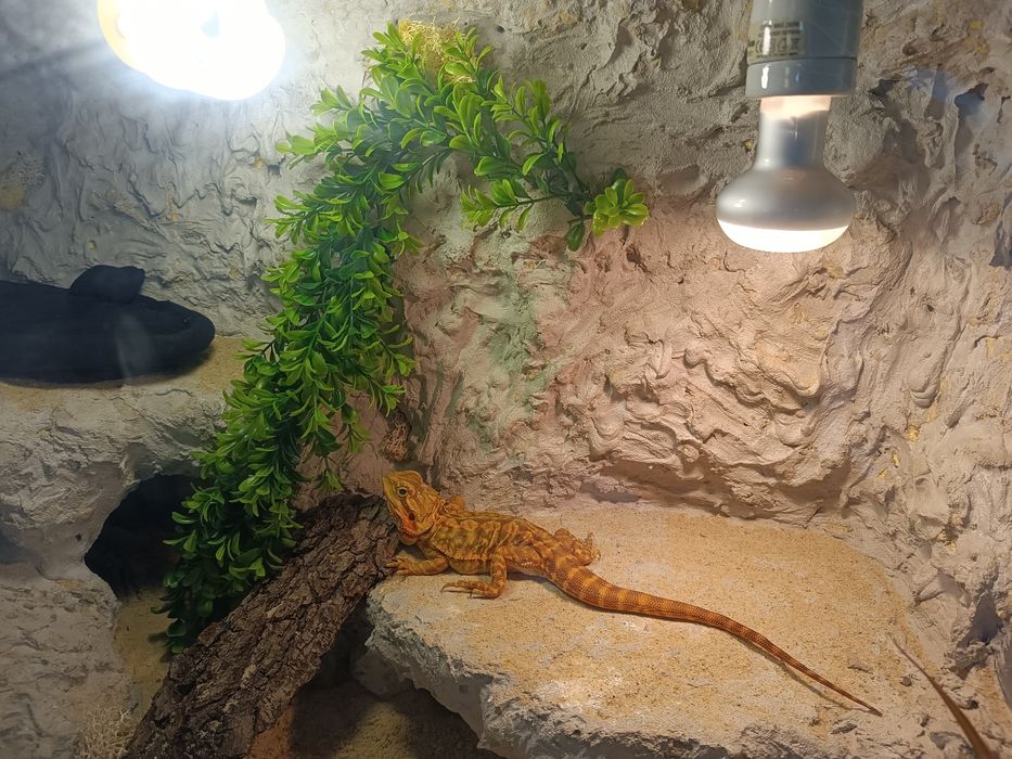 Agama brodata + terrarium + GRATISY