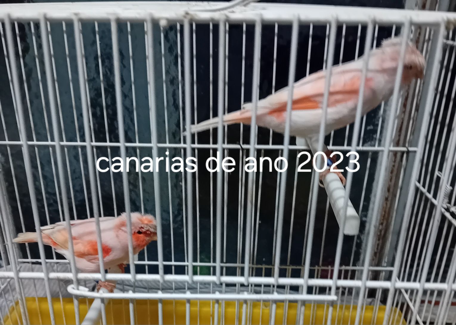 Canarias mosaico de 2023