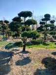 Sosna Niwaki Bonsai 300-400cm! Klon Katalapa szmaragd laurowiśnia