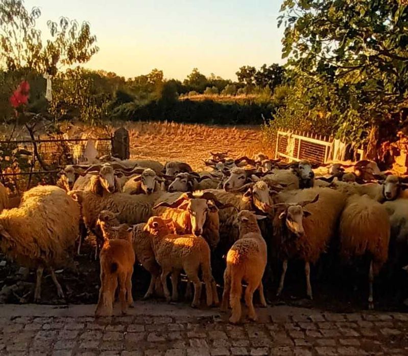 Rebanho de Ovinos/Ovelhas