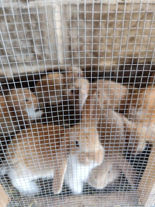 Sprzedam króliki barany francuskie