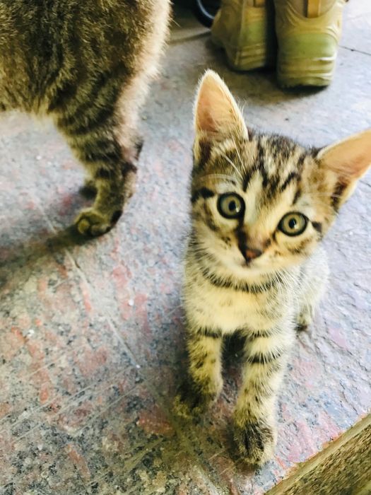 Віддам котят в добрі руки