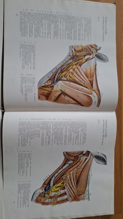 Atlas Anatomii Topograficznej Zwierząt Gospodarskich