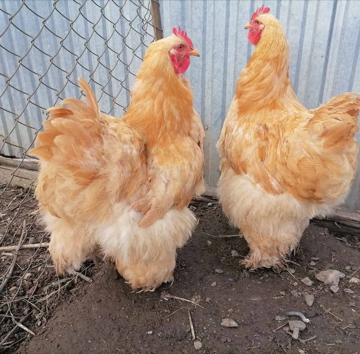 Продам півней породи кохінхін