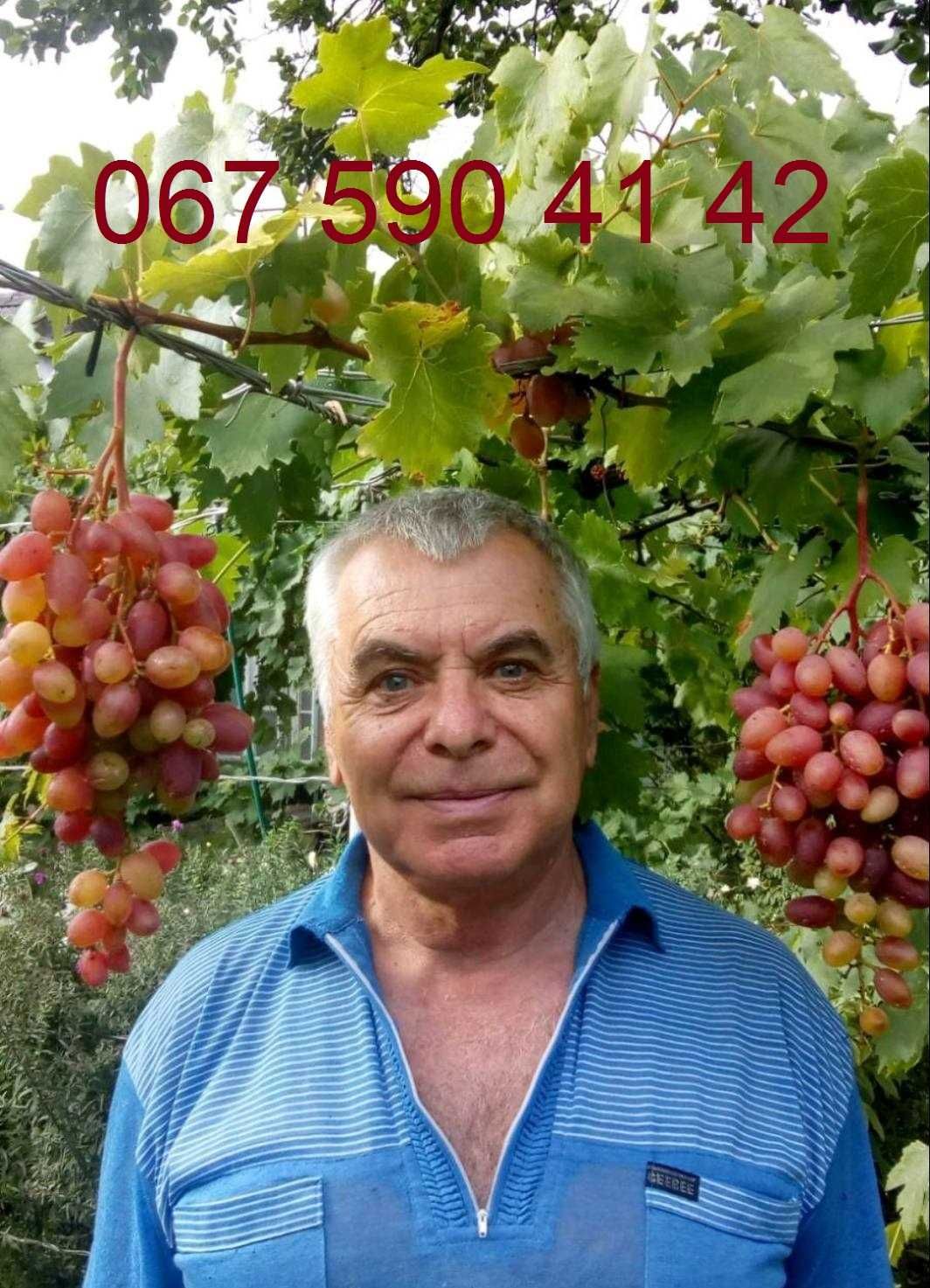 Садженці винограду 90 сортів