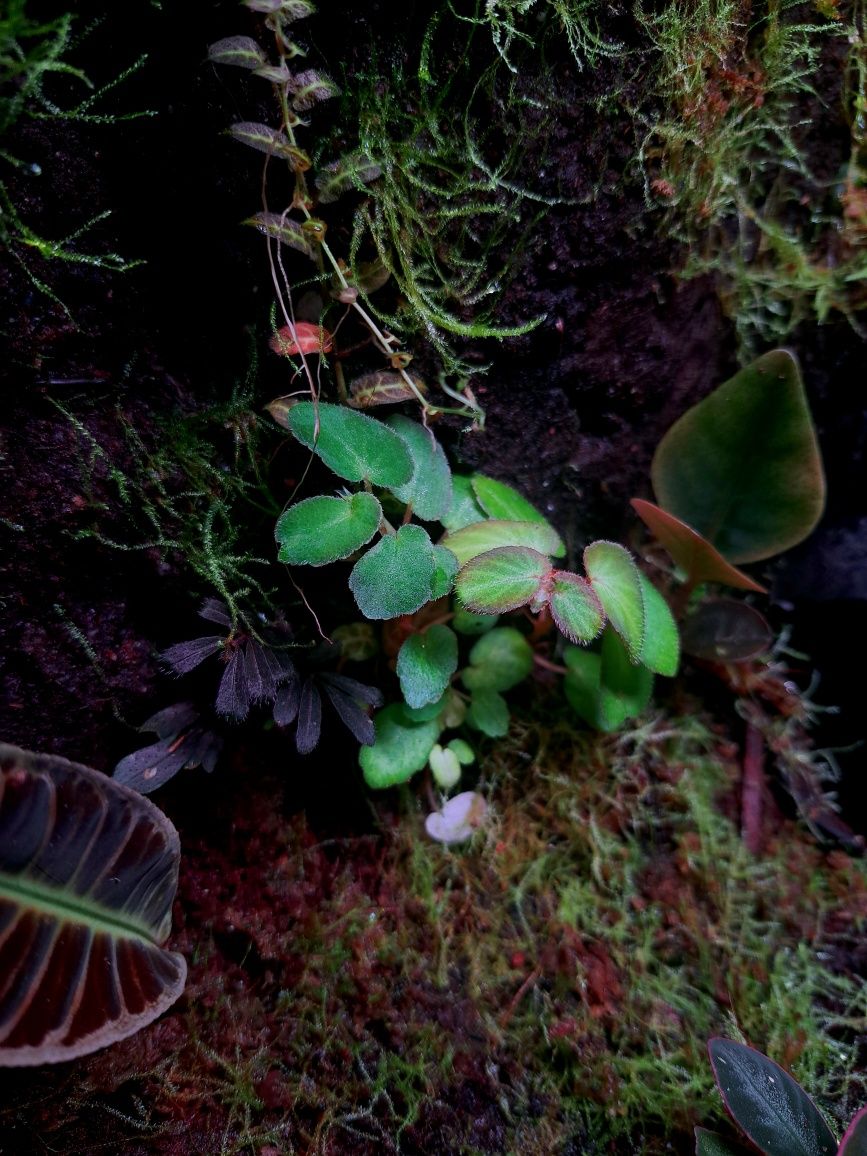 Paludarium Repti Planet 60x45x60