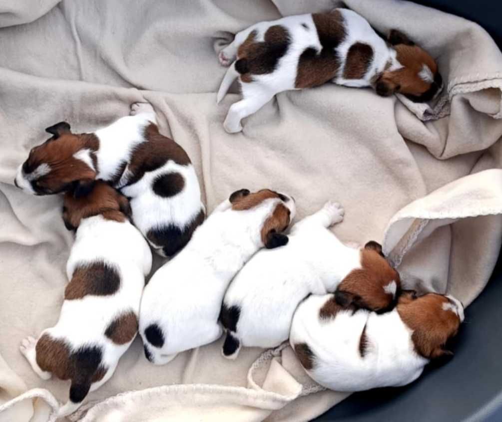 Jack Russell Terrier