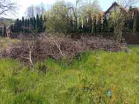 Oddam drzewo drewno opal za darmo