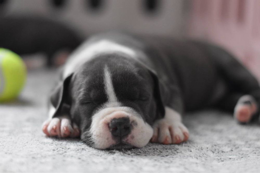 Красота, сила и доброта в одном. Супер малышка ам.стафф терьера)