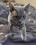 Devon Rex reproduktor  niebieski