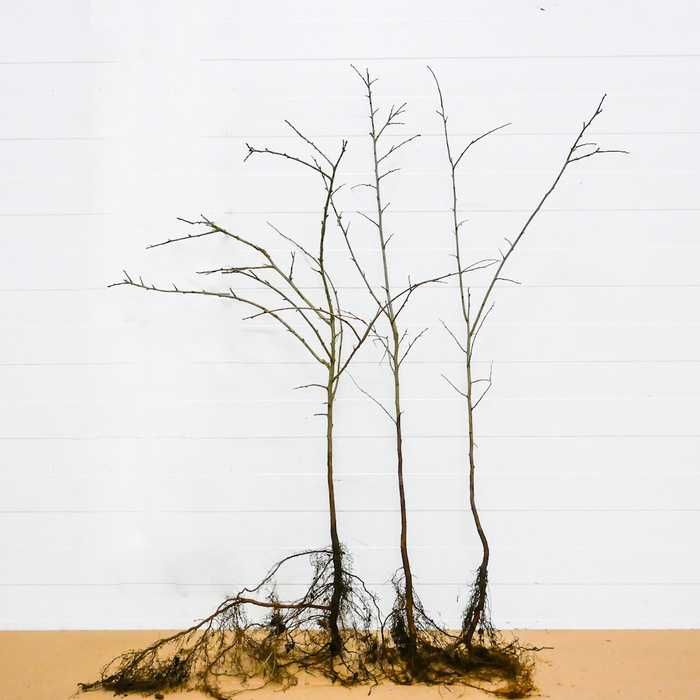 Śliwa tarnina kopana z gruntu