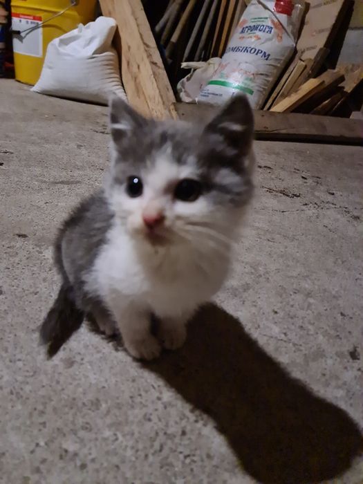 Віддам кошеня  в добрі руки.