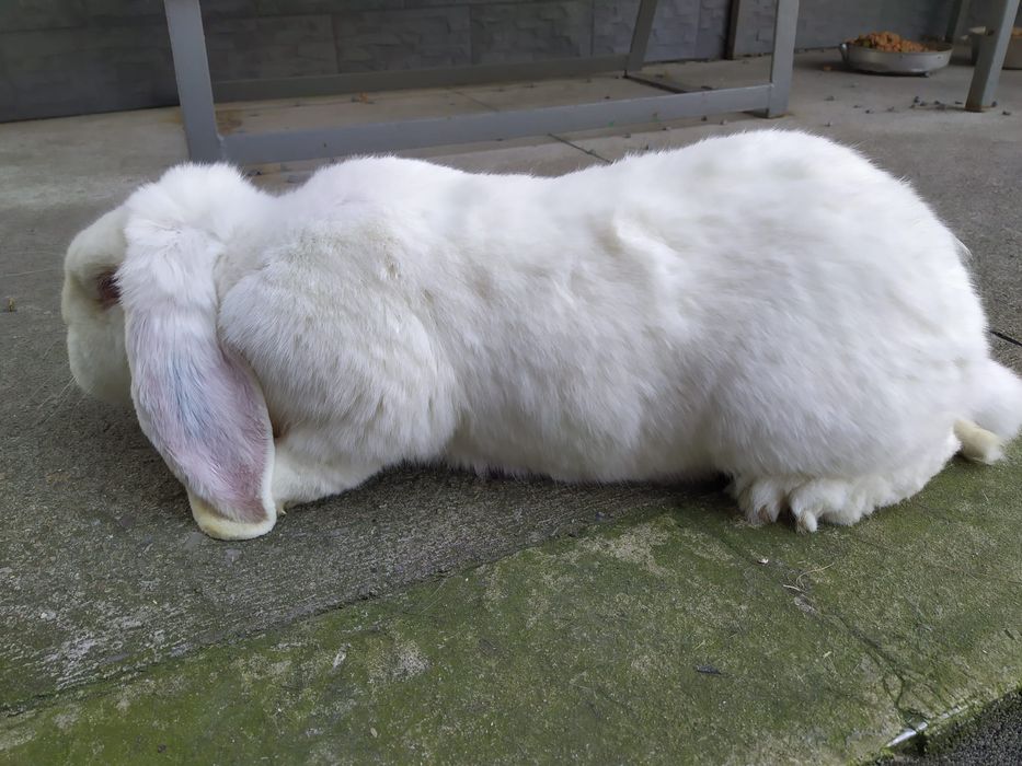 FBB biała samica baran francuski rodowód pokryta królik króliki barany