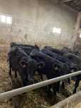 Vitelas Angus para Venda