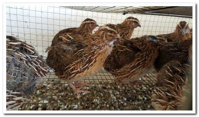 Przepiórka kurka nioska z jajkiem