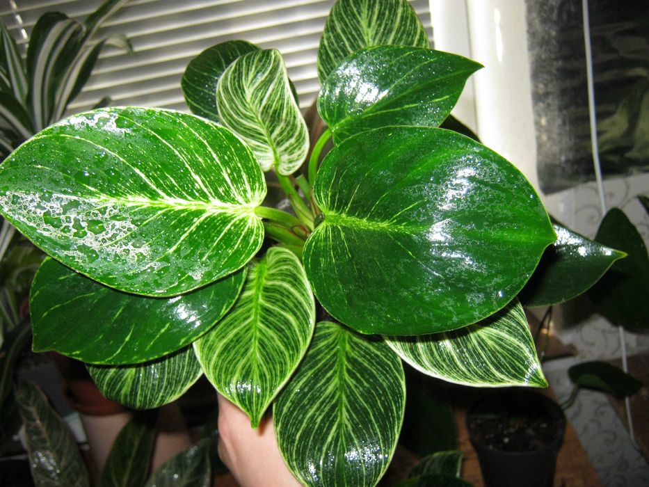 филодендрон много разных сортов