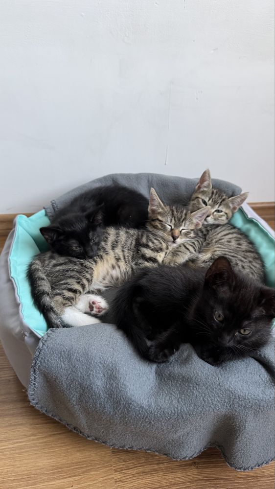Kotki szukają domu tymczasowego lub stałego małe kocięta do adopcji
