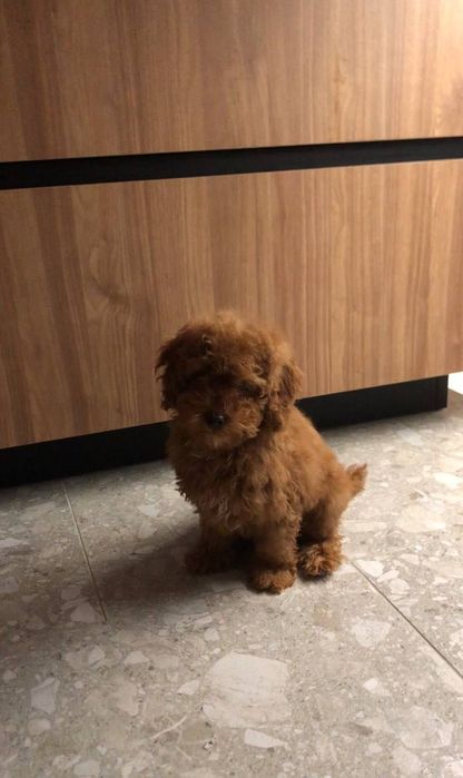 Щенок той-пудель мальчик — уже готов к переезду! +380993023421