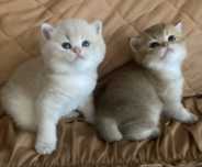 Продам пордистых котят с документами