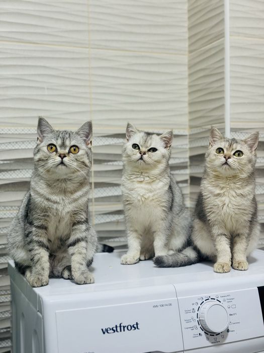 ШИНШИЛИ! Скотіш страйт-фолд! Шотландські страйт веслоухі прямовухі!